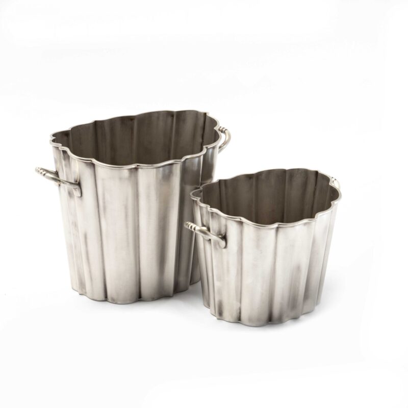 Champagnera Plateada - Imagen 2