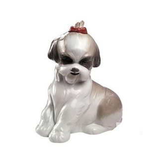Nao Shih-Tzu C/Lazo