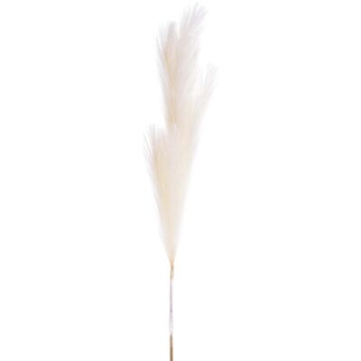 FLOR DE CAÑA BLANCA