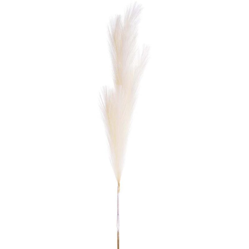FLOR DE CAÑA BLANCA