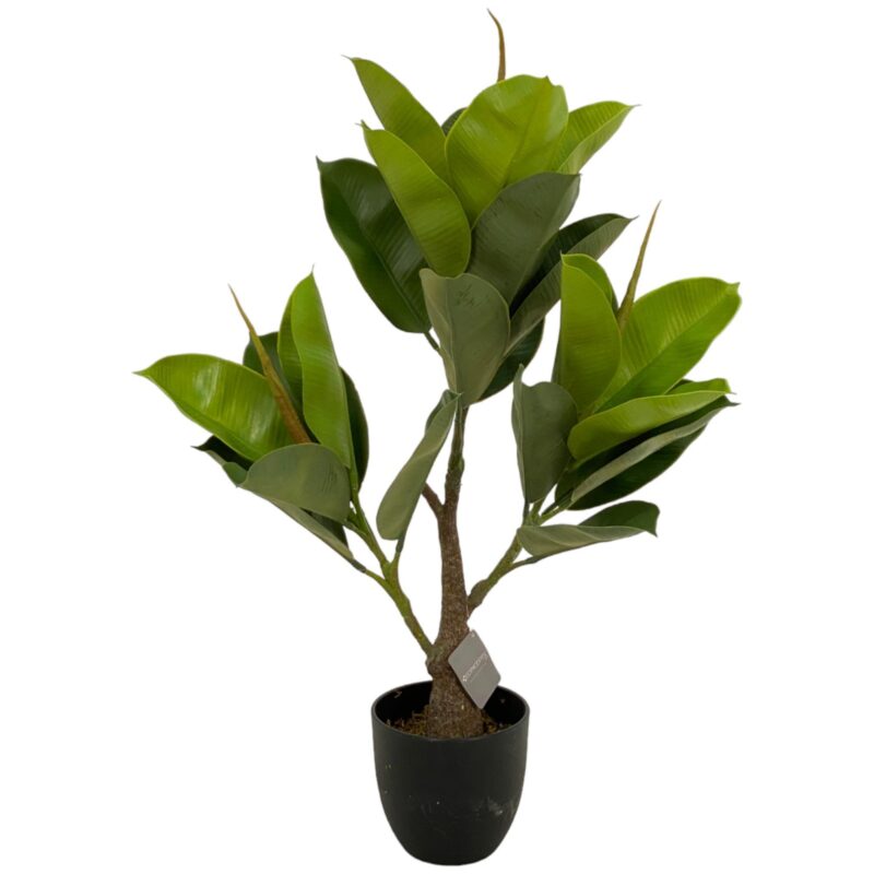 PLANTA c/POTE