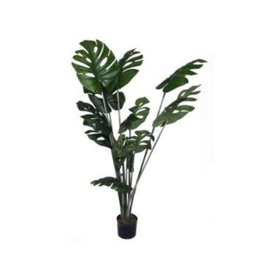 PLANTA c/POTE