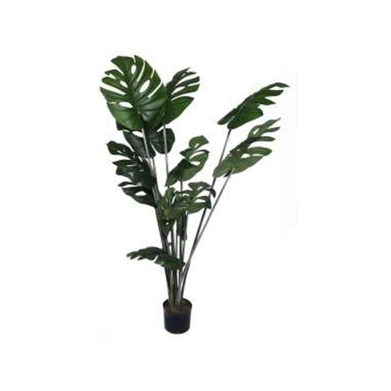 PLANTA c/POTE