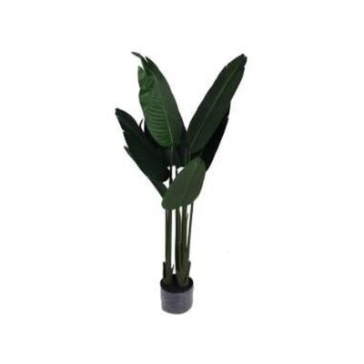PLANTA c/POTE