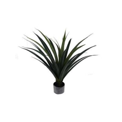 AGAVE c/POTE