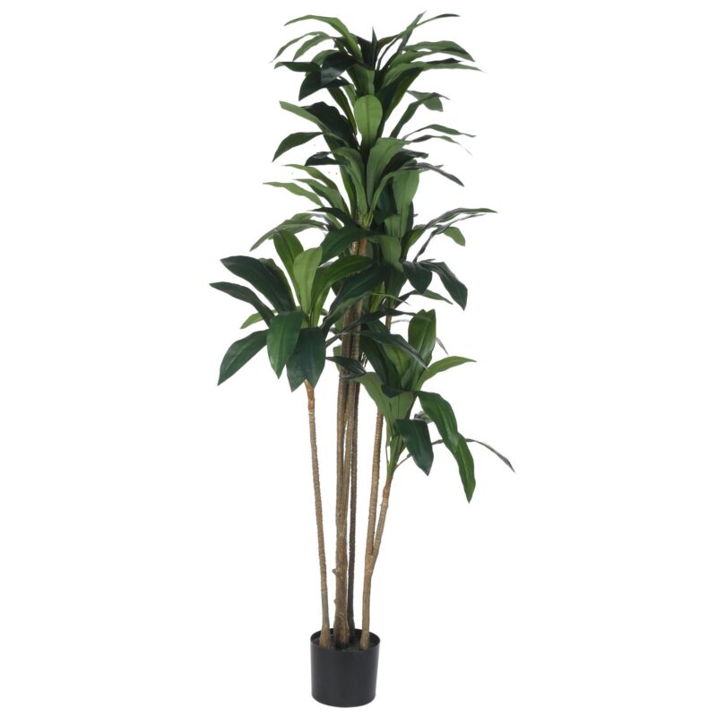 PLANTA c/POTE