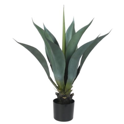 AGAVE c/POTE