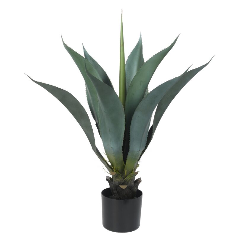 AGAVE c/POTE