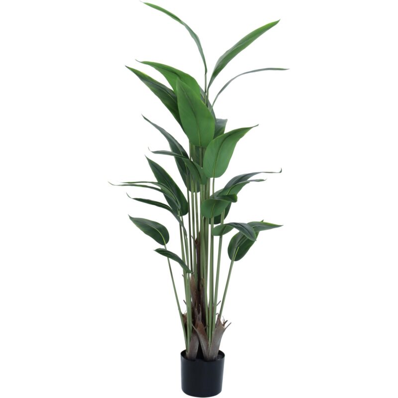 PLANTA c/POTE
