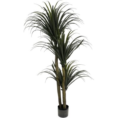 PLANTA c/POTE