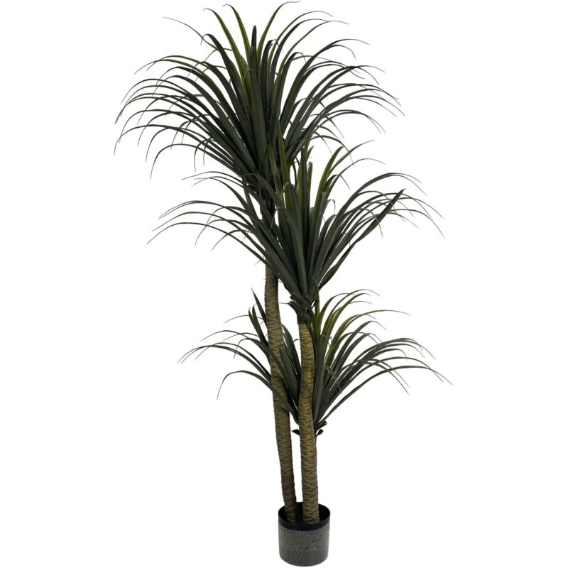 PLANTA c/POTE