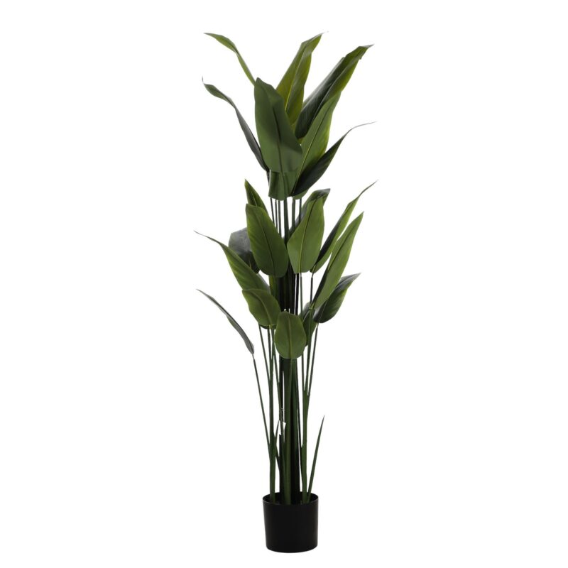 PLANTA c/POTE