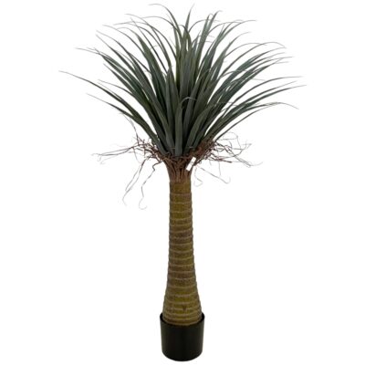 PLANTA