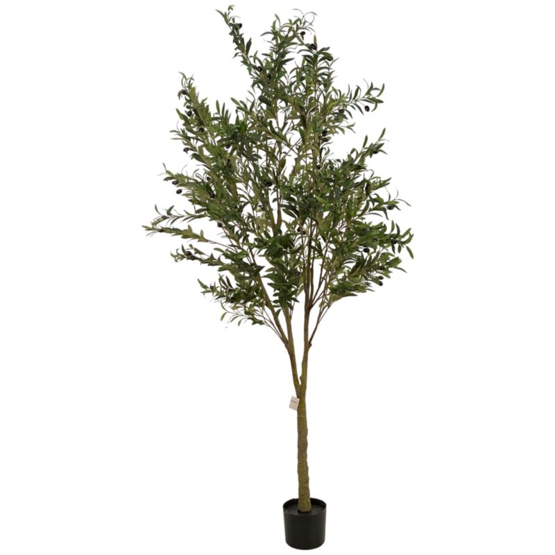 ARBOL OLIVO c/MACETA