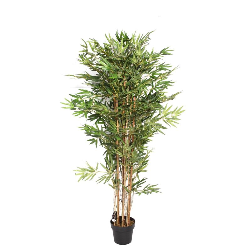 PLANTA c/POTE