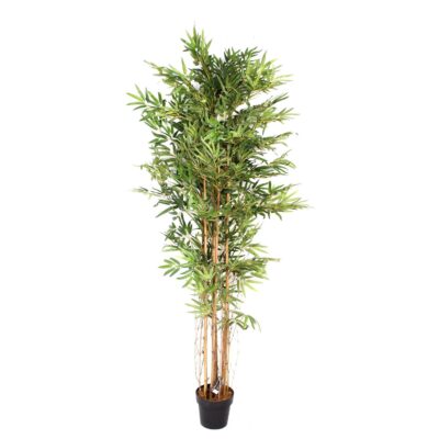 PLANTA c/POTE