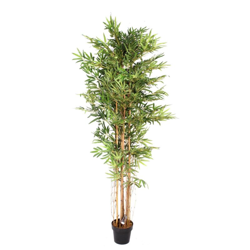 PLANTA c/POTE
