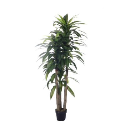 PLANTA DRACAENA 180cms c/POTE