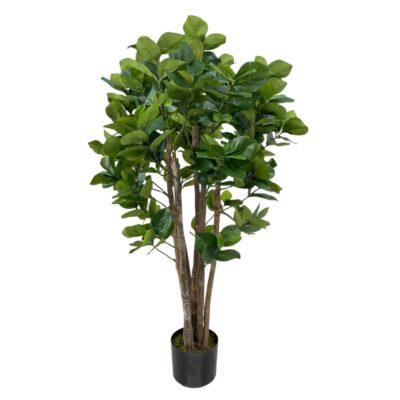 PLANTA c/POTE