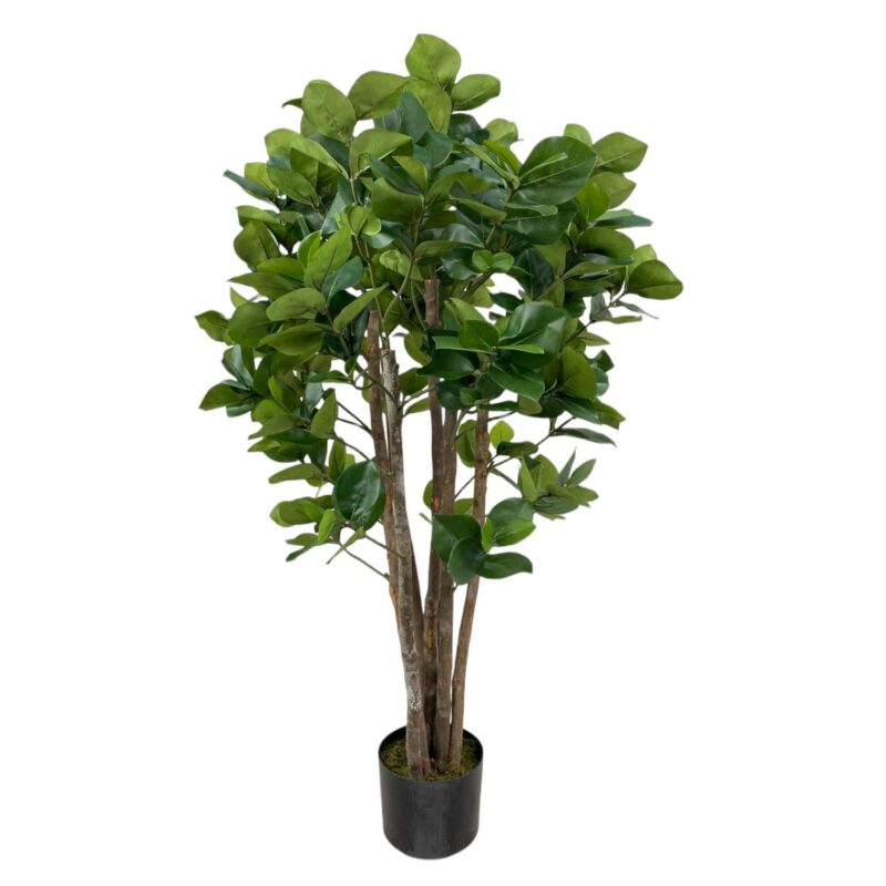 PLANTA c/POTE