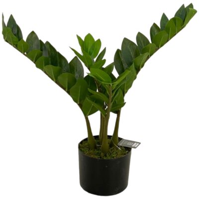 ZAMIOCULCAS DECOR