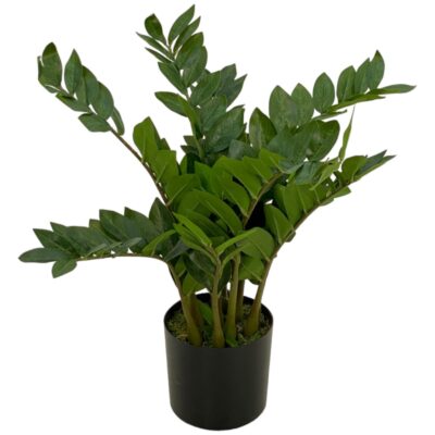 ZAMIOCULCAS DECOR