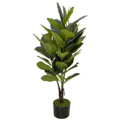 PLANTA c/POTE