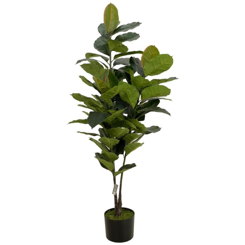 PLANTA c/POTE