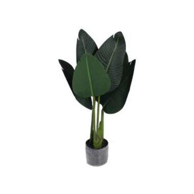 PLANTA c/POTE