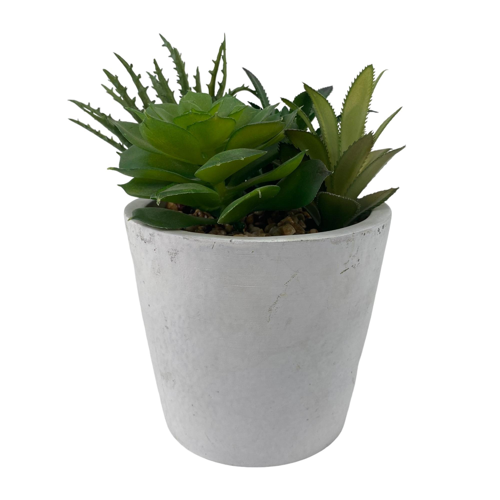 PLANTA c/POTE