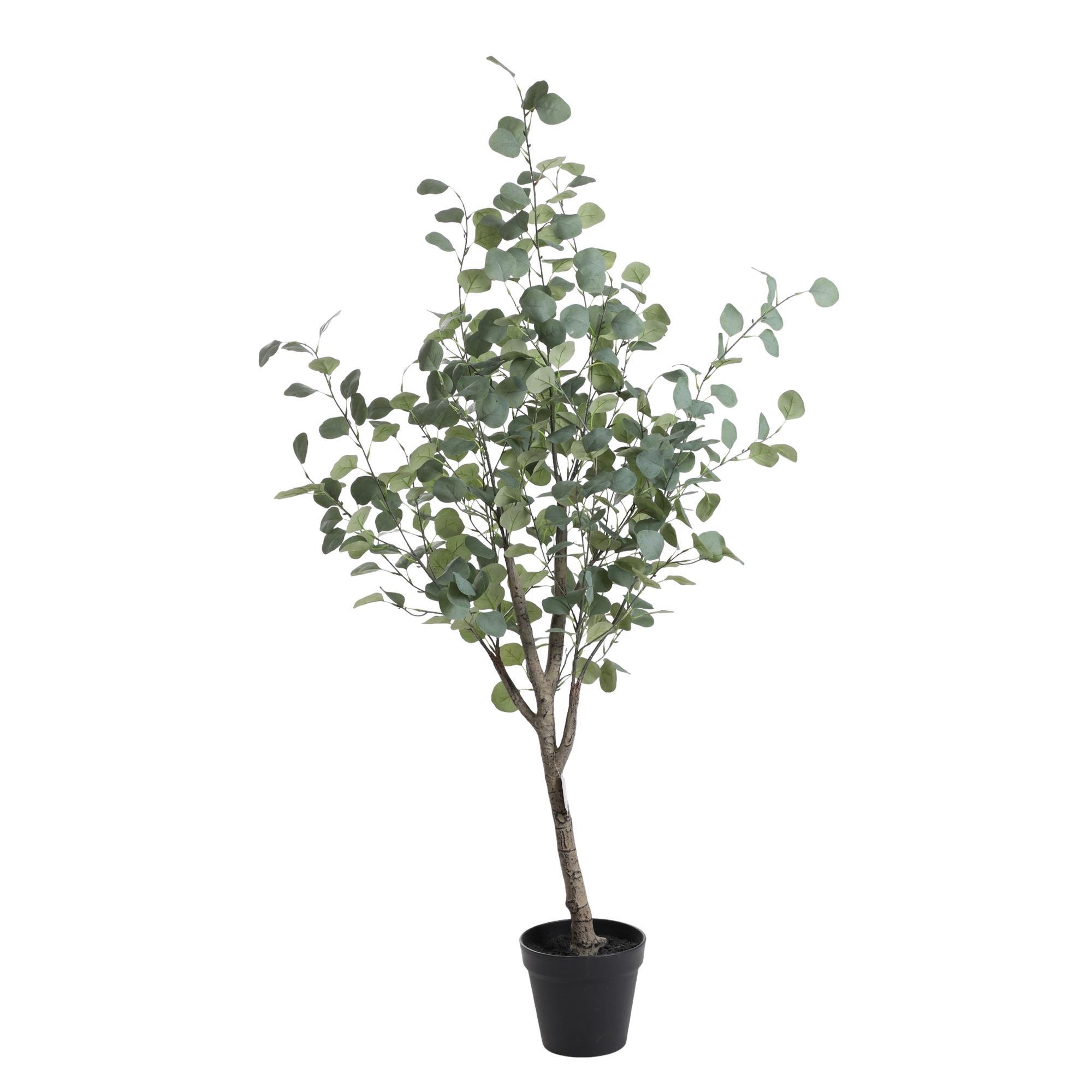 PLANTA c/POTE