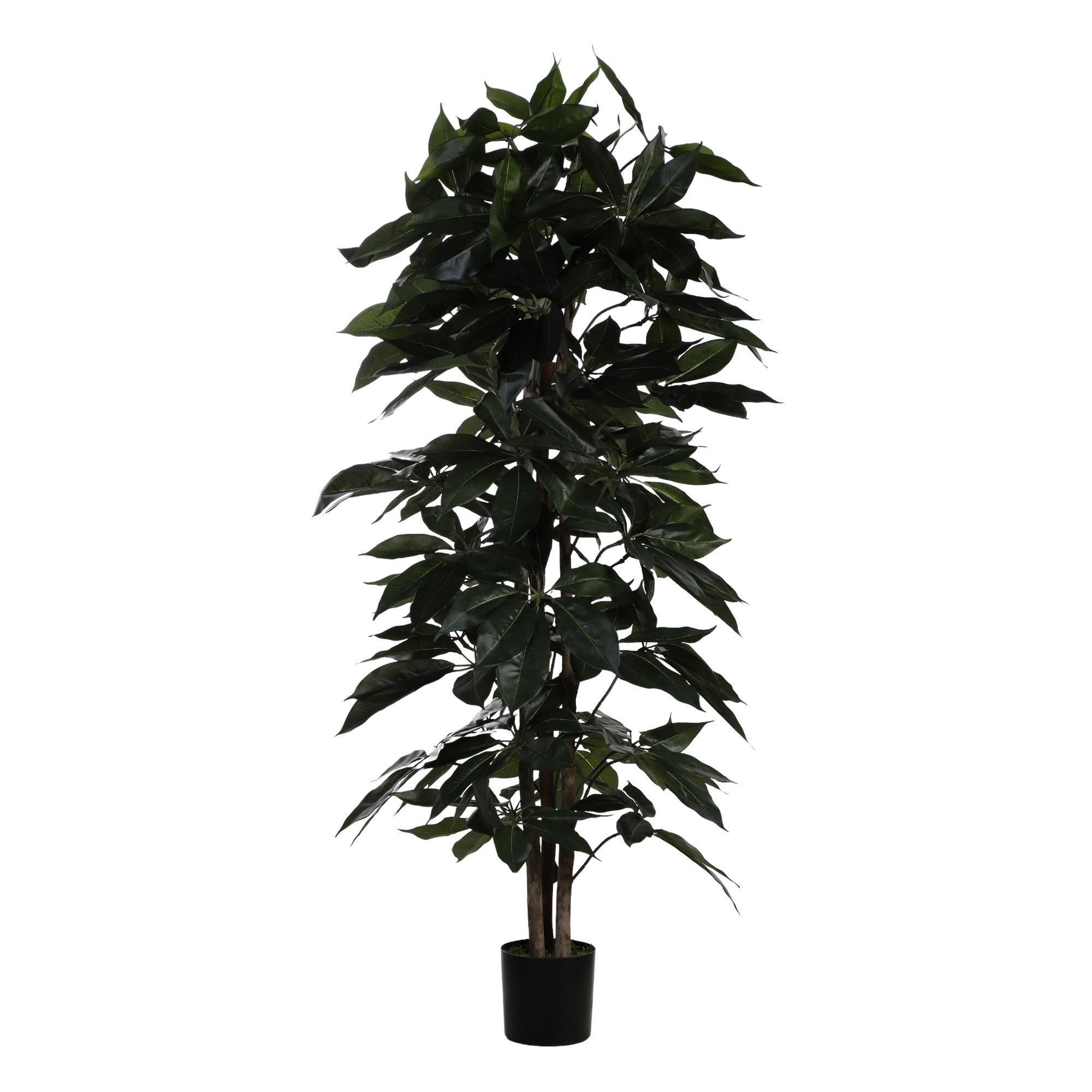 PLANTA c/POTE