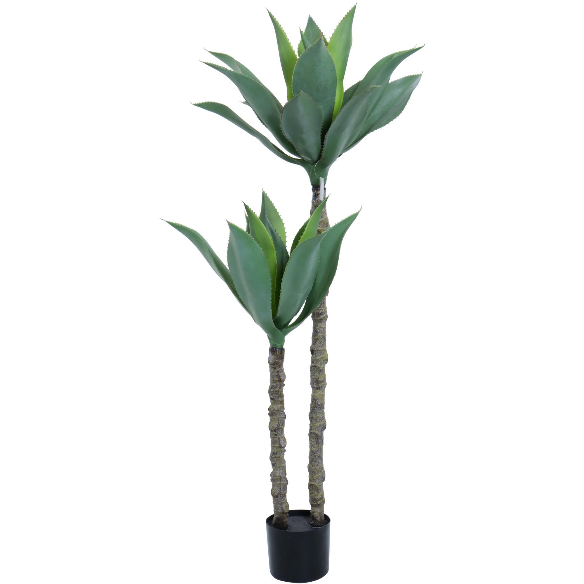 AGAVE c/POTE