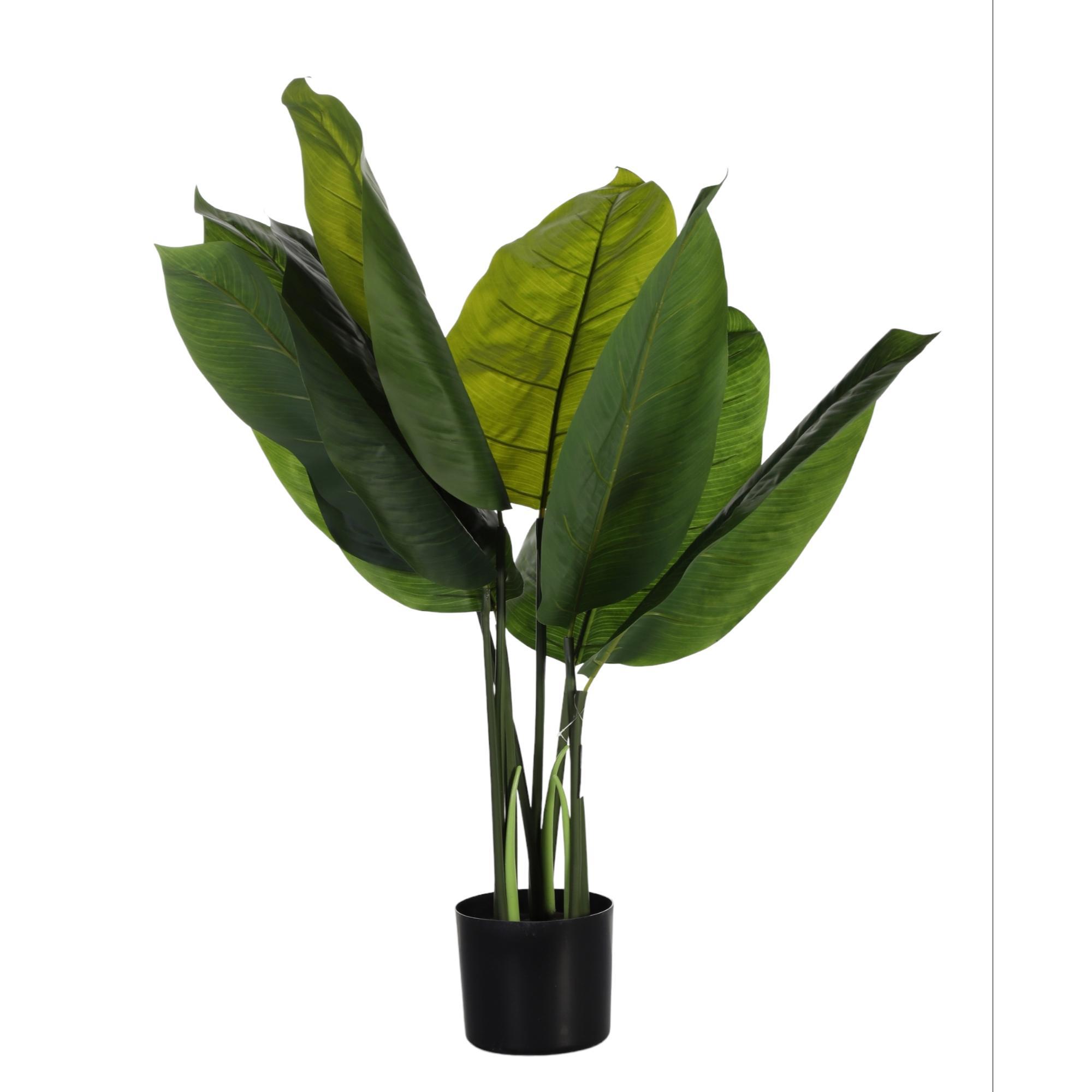 PLANTA c/POTE