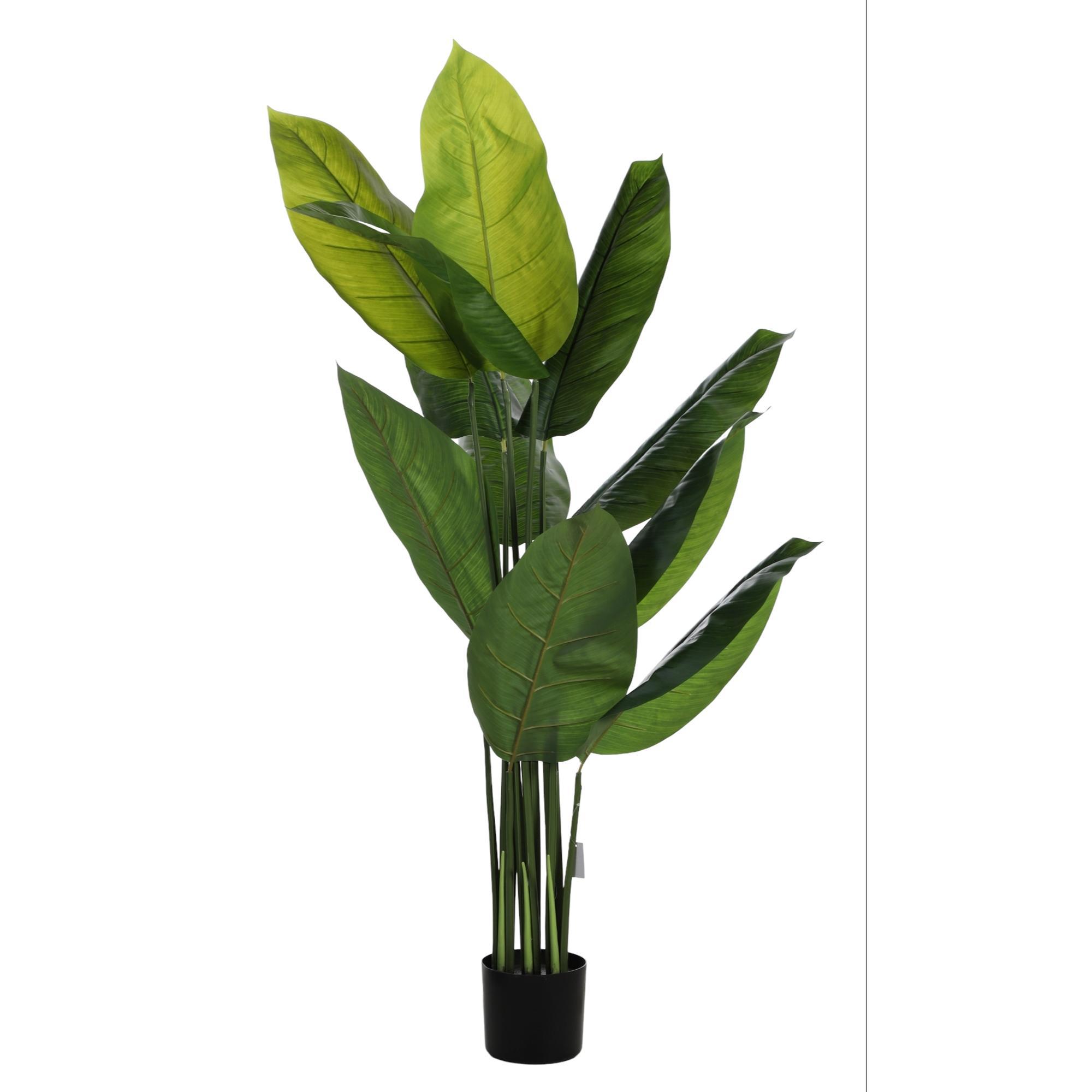 PLANTA c/POTE